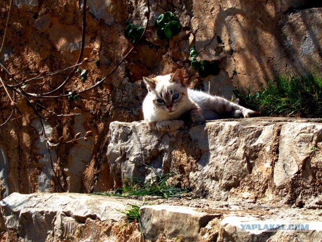 Лапша лугового флота свободного выгула