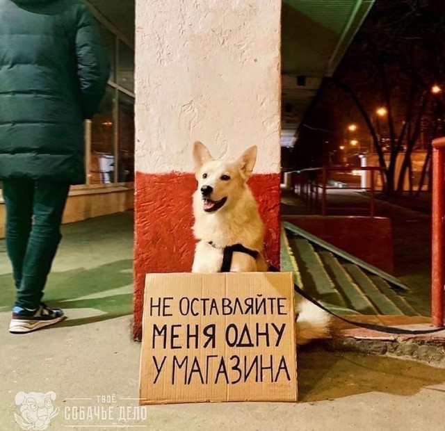 Эти забавные животные