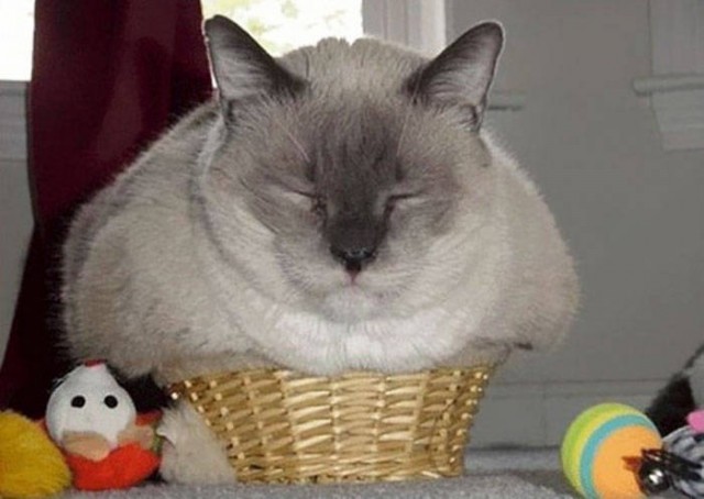 Котовторник. Тара - наше всё!