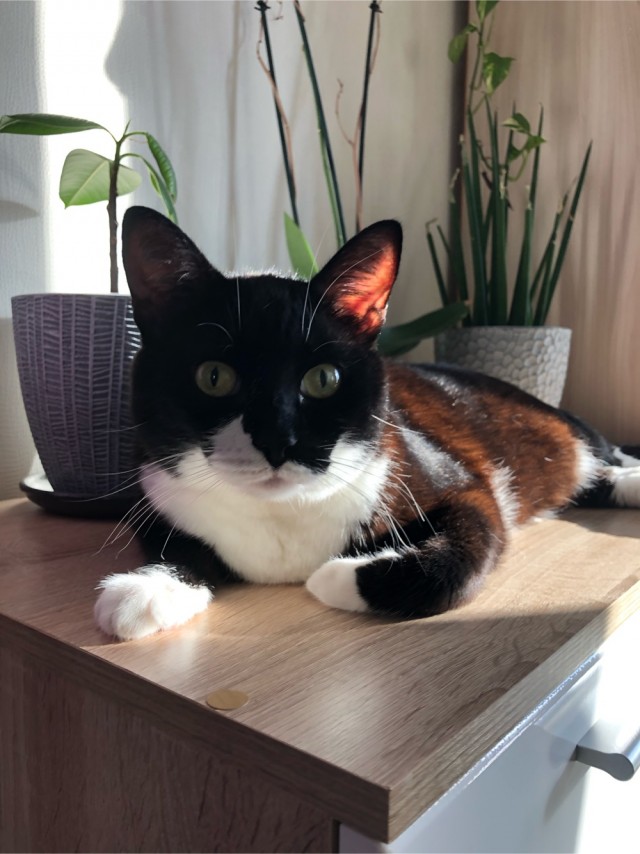 Котовторник 17.11.20