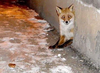 В Рязанской области дикая лиса поселилась вместе с котами в подвале жилого дома