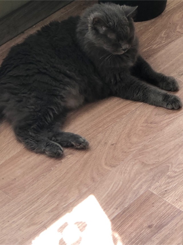 Котовторник же очередной