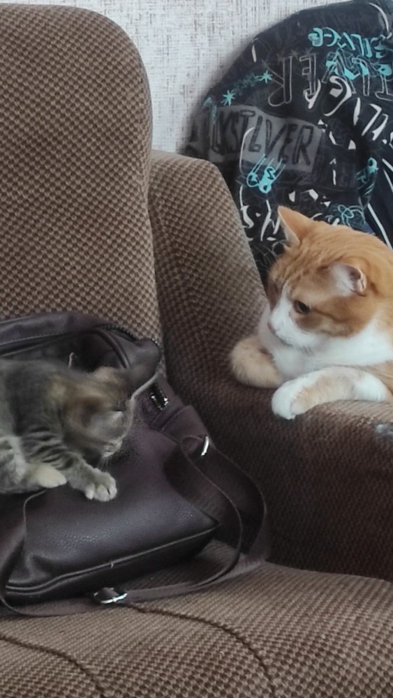 А котовторник уже начался?