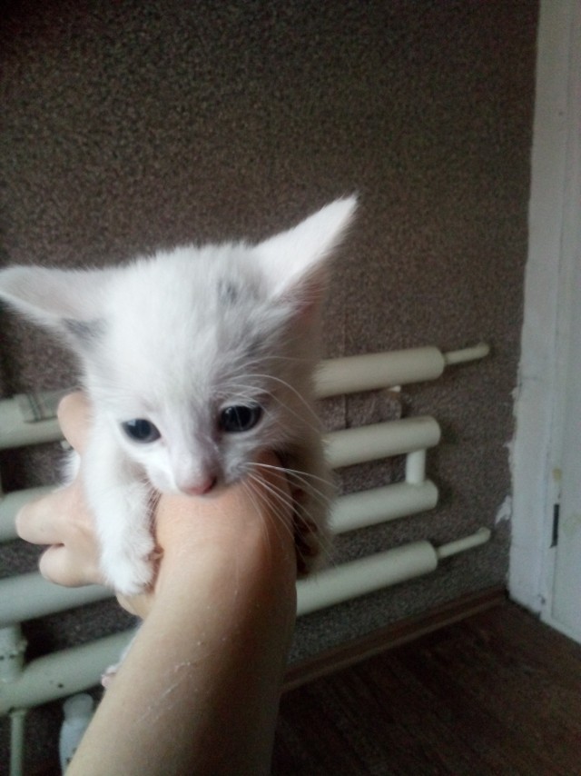 Котовторник (свои добавляем)