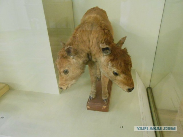 20 самых странных музеев мира. 18+