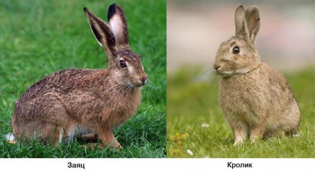 Вот же жадная хозяйка, пожалела капустки зайке!