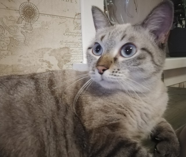 Котовторниковское