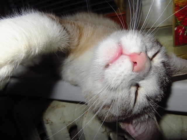 МИРУ - МИР ! Котикам - котовторник !