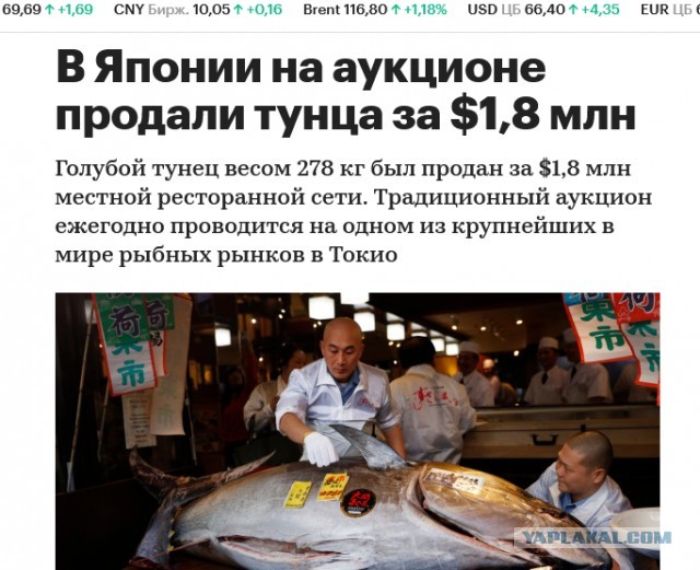 Помните Тунца разделывали?! Вот ещё один