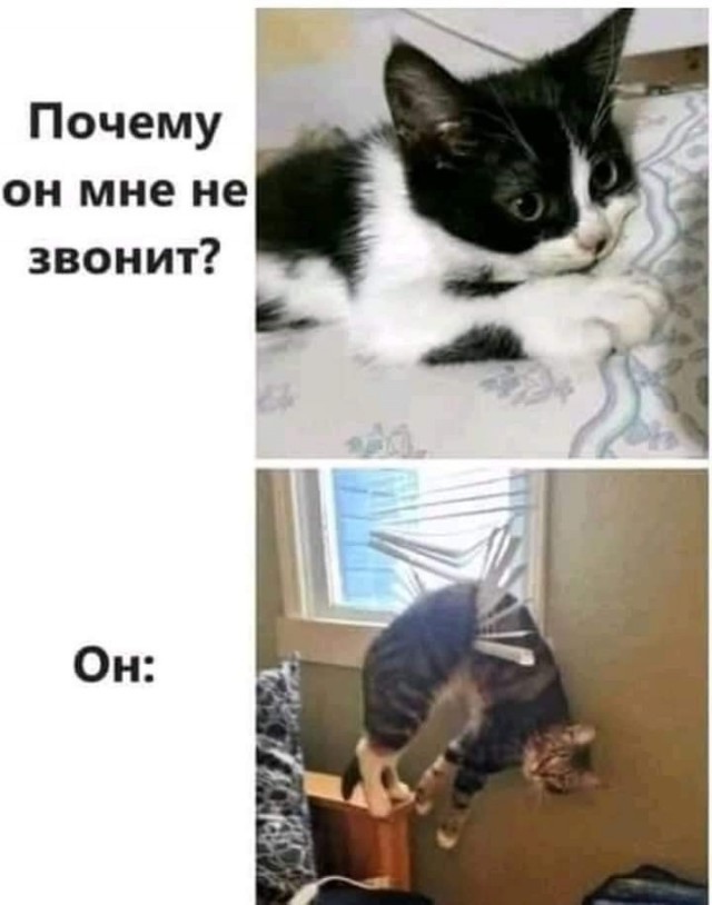 К котофторнику