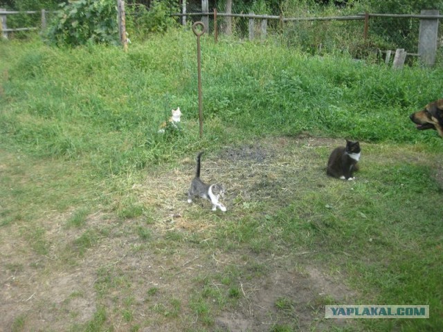 Жизнь домашнего приюта для котеек 410