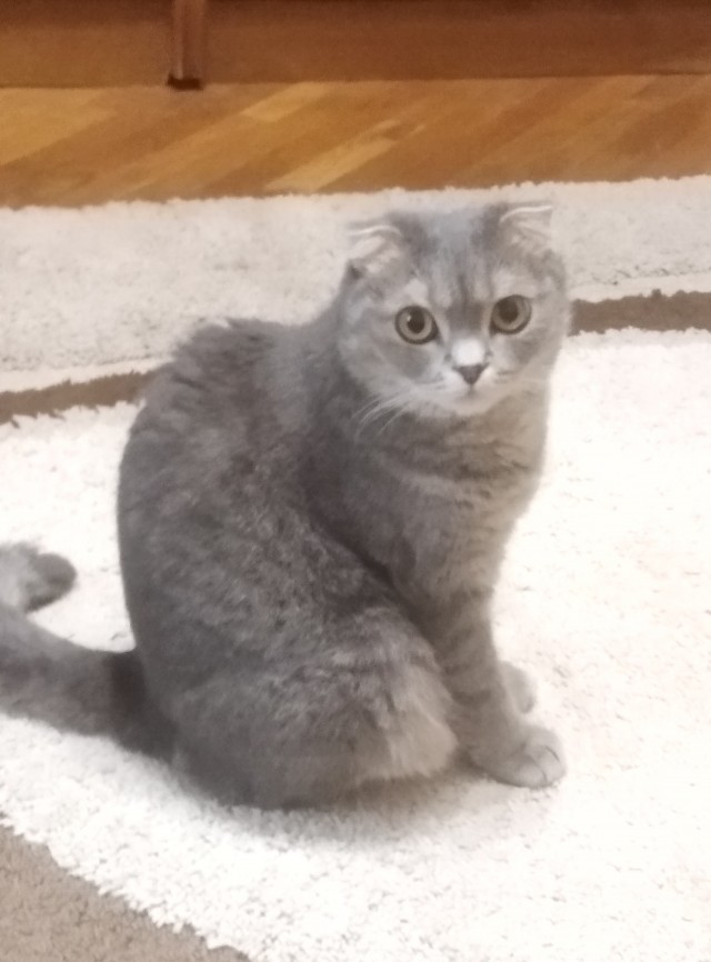 С Котовторником вас! Зовут Чеса!