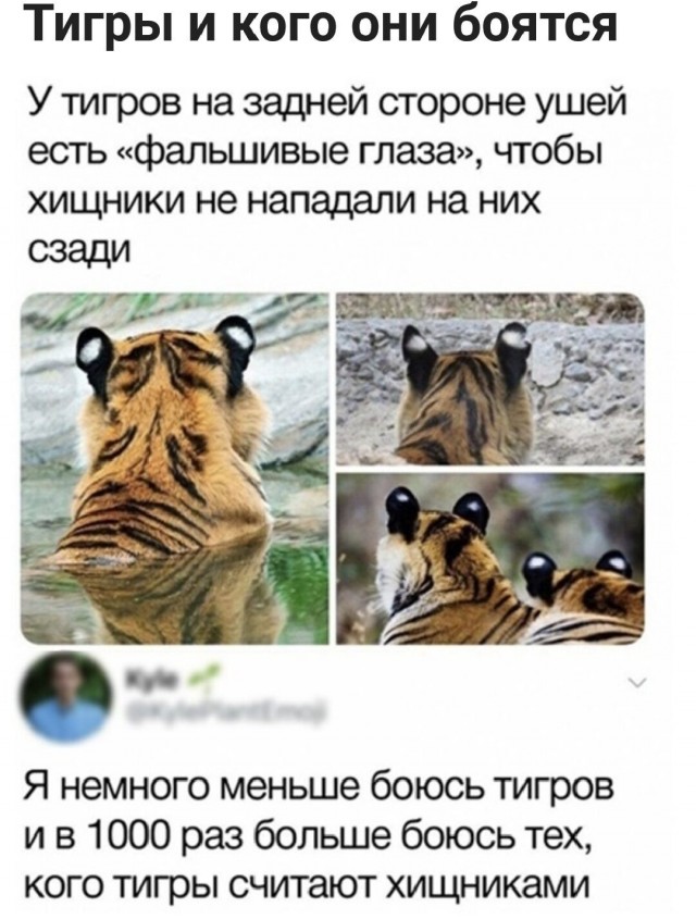 Юмор в картинках и без