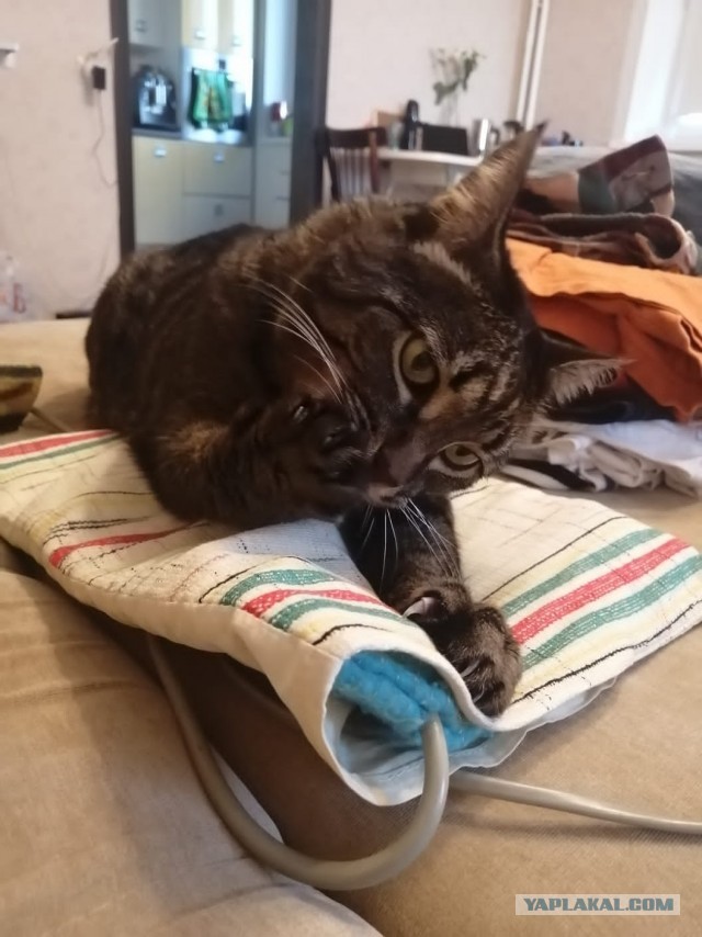 Котовторник 18.10.22