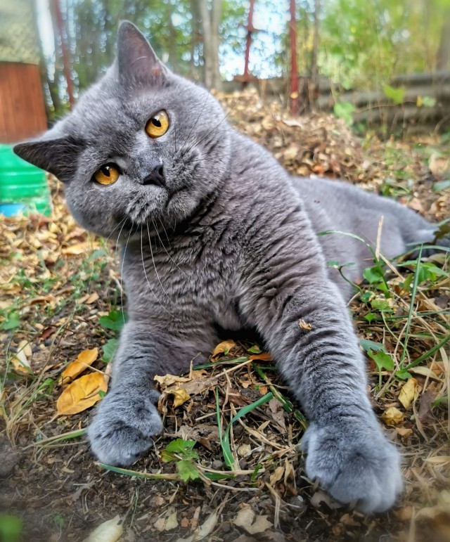 Шерстяной котовторник. Октябрь 2022