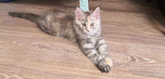 К котовторнику