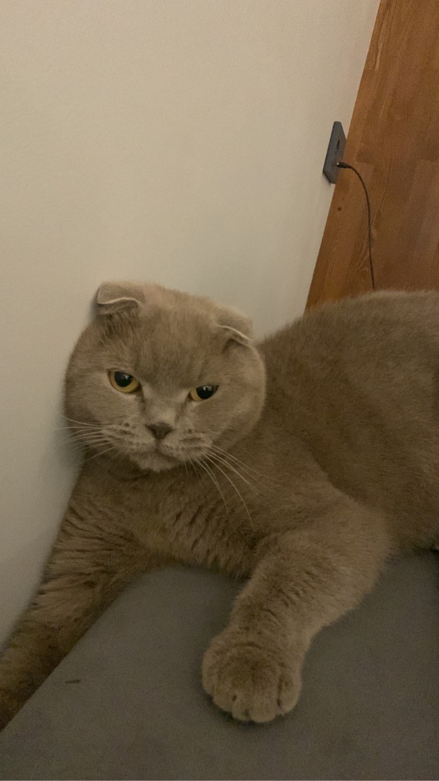 Коты-работяги