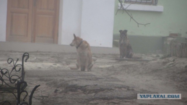 Крым в феврале или "Не стреляйте в белых лебедей!"
