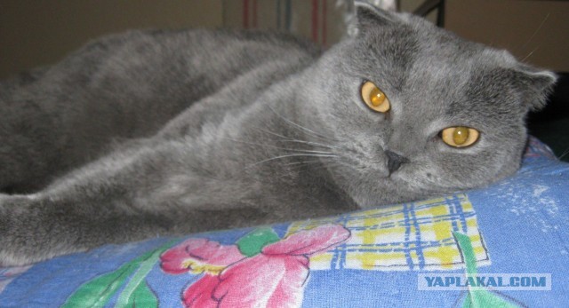 Котовторник 23.04.2013