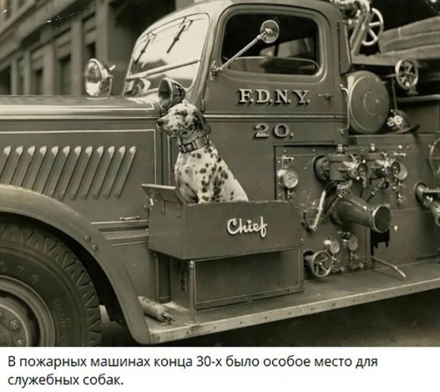 Собаки из истории в картинках