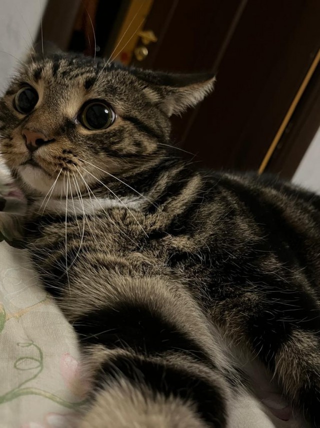 К котовторнику