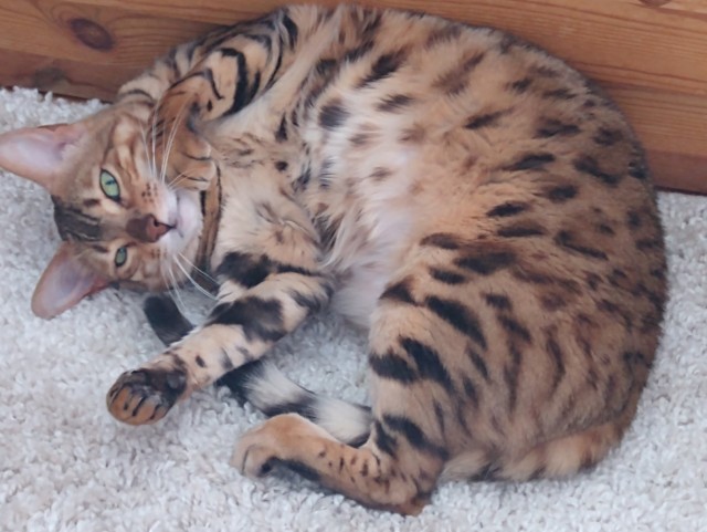 Маленький котенок