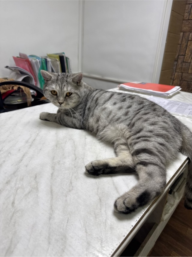 Котик потерял уже всякую надежду на то, что его кто-то полюбит