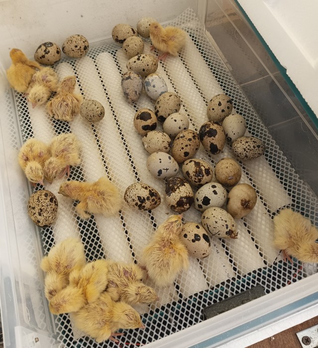 Пополнение живности