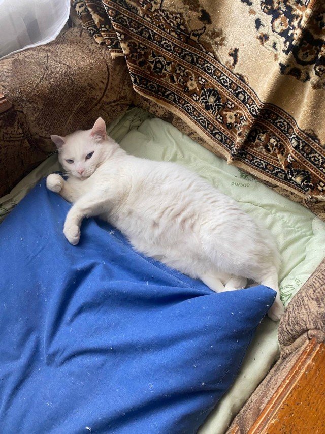 Кот.