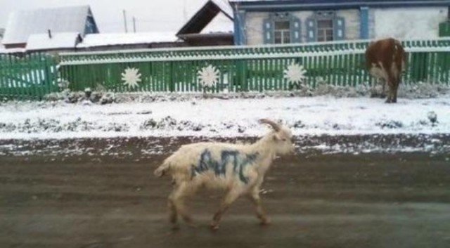 Давно не было !