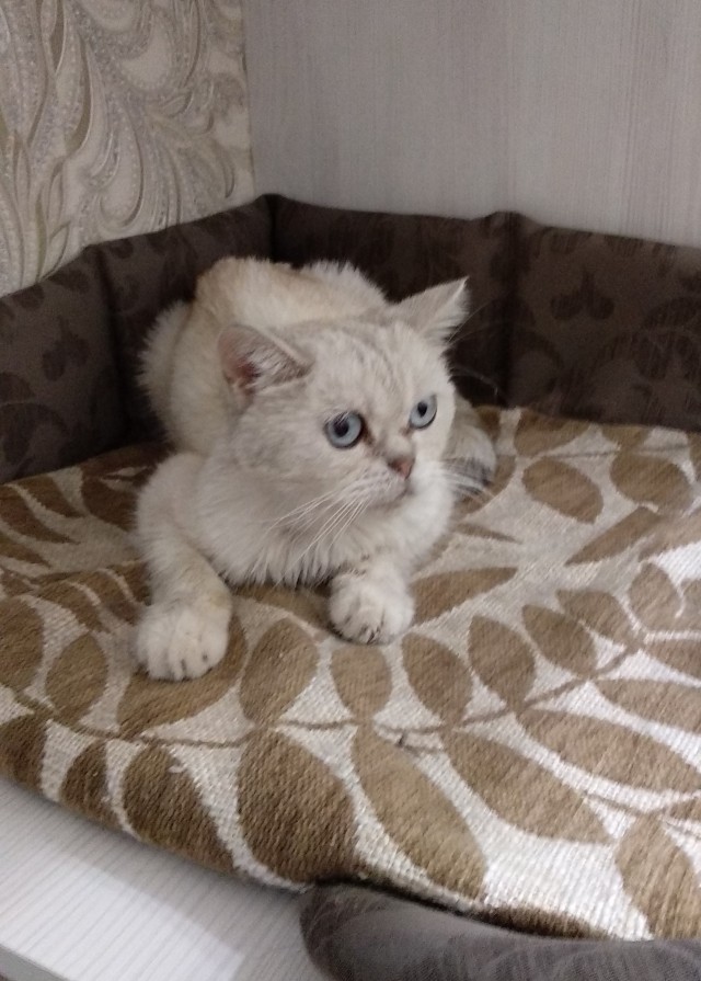 Котенок в добрые руки
