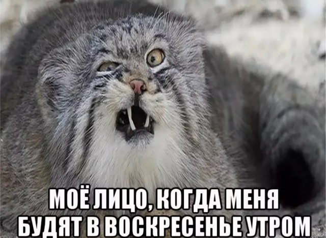 Веселое настроение в картинках