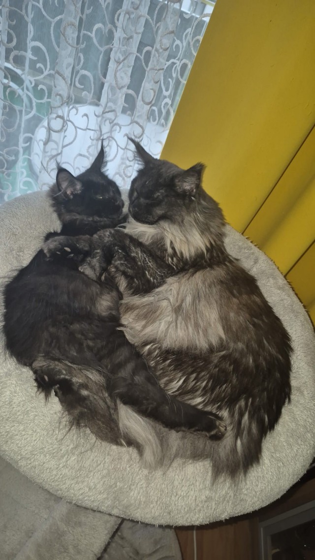 Котовторник 21.10.2025