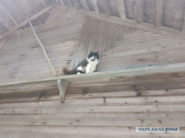 Жизнь домашнего приюта для котеек 564