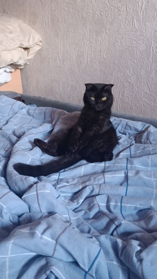 Привет, котовторник.