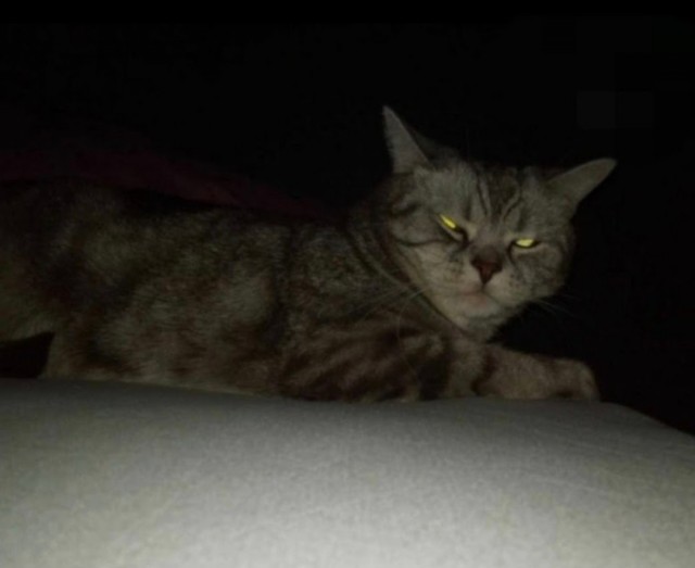 Дурацких фото котов тред