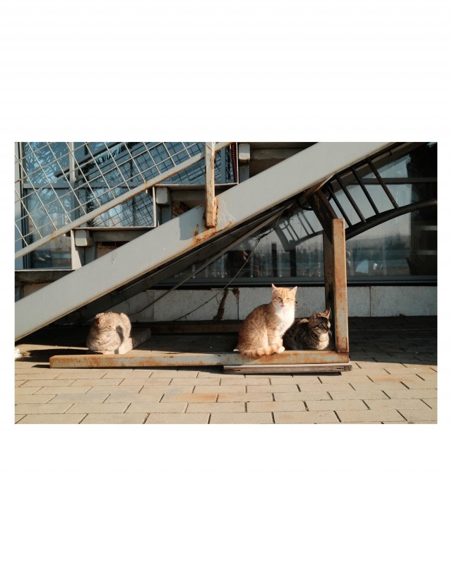 Уличные котэ болгарского города Варна