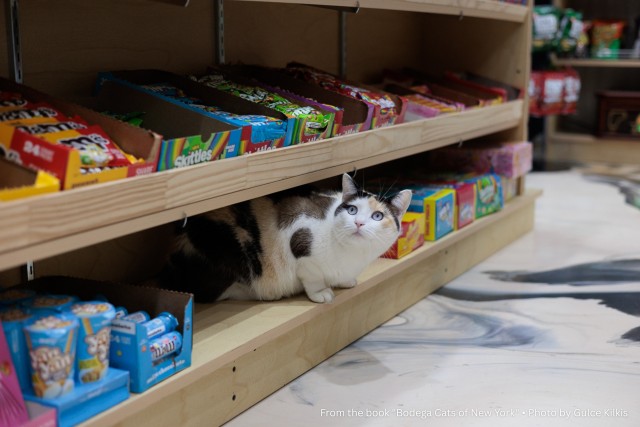 Трëхцветная кошка, которая живëт в магазине