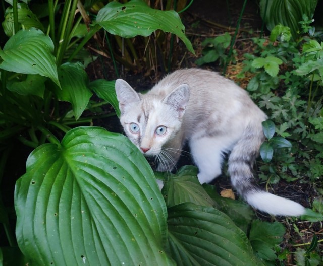 Уличные котики