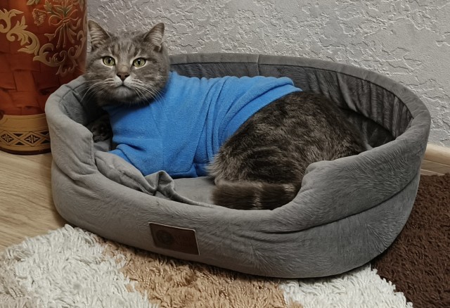 Не котовторник, но разделите моё горе