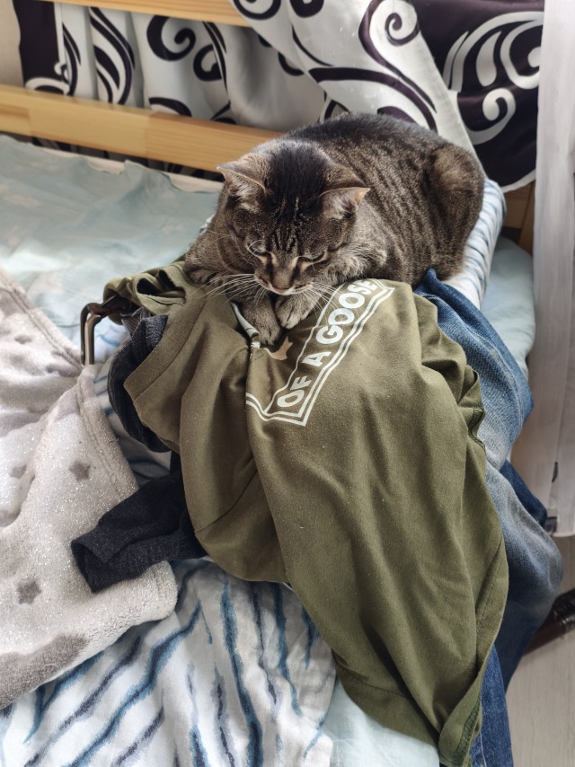 Котовторник