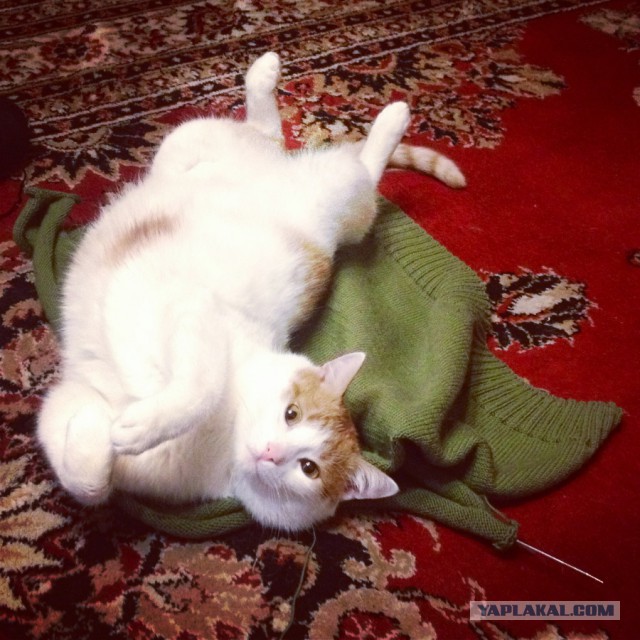 Котовторник 12.11.2013