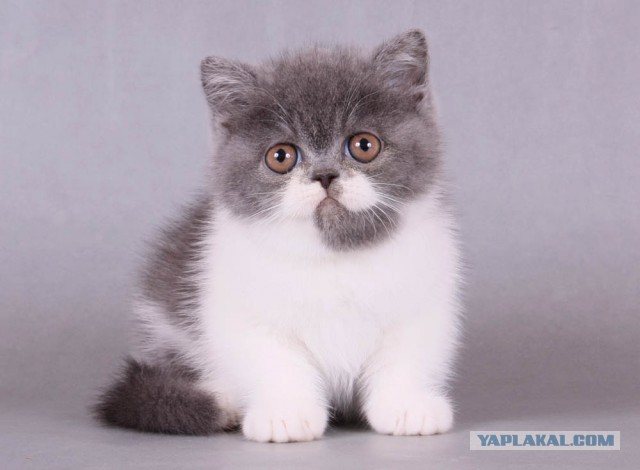 Котовторник   17.12.2013