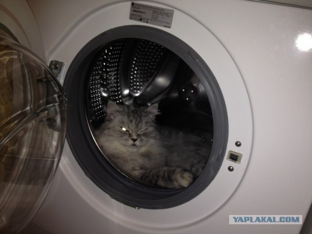 А где прячется ваш кот?