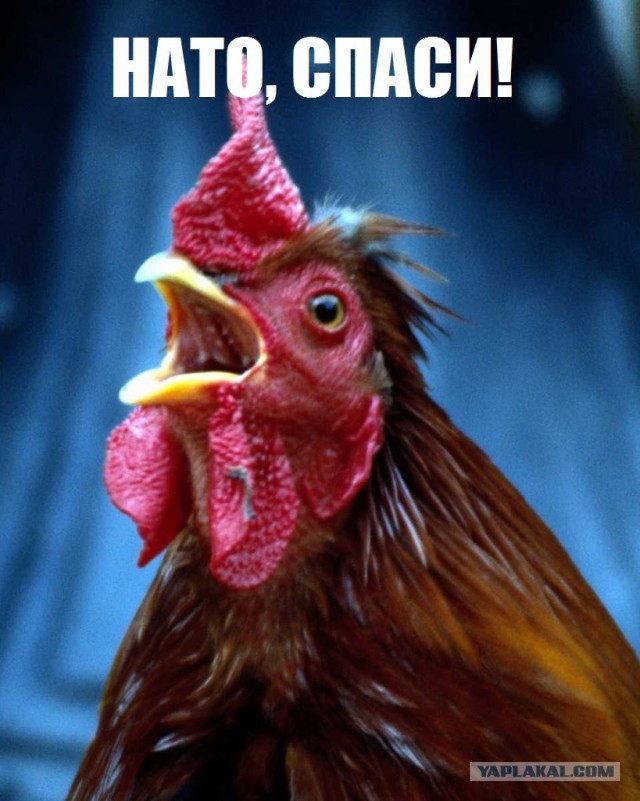 Яценюк прибежал жаловаться в НАТО