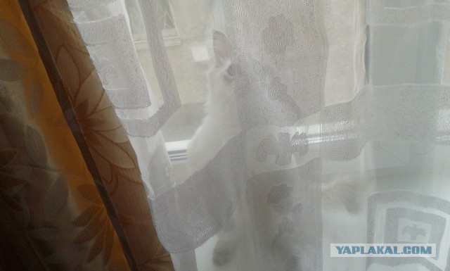 Котовторник  25.03.2014