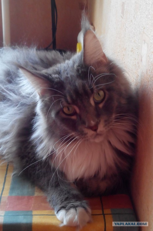 Котовторник 01.04.2014