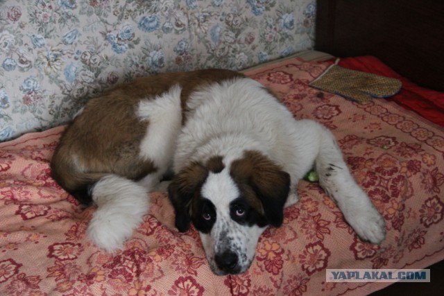 Я и мой пёс Макс