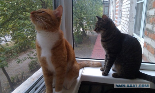 Котовторник 05.08.2014