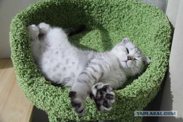 Котовторник 05.08.2014